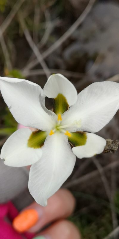 Aristea teretifolia, photographed by leandra-k_89