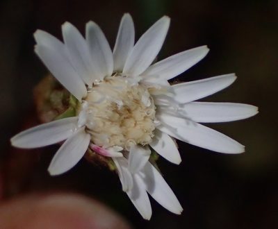 Gerbera cordata, photographed by Nicola van Berkel