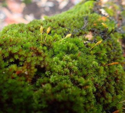 Macrocoma lycopodioides, photographed by Nicola van Berkel