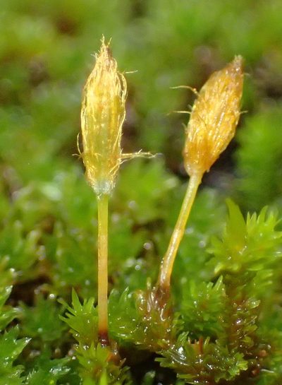 Macrocoma lycopodioides, photographed by Nicola van Berkel