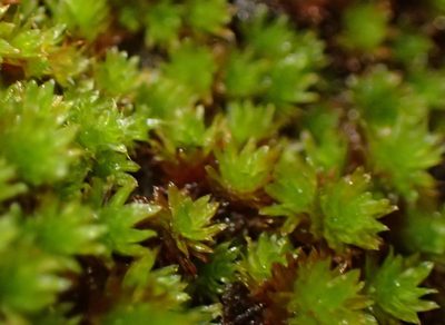 Macrocoma lycopodioides, photographed by Nicola van Berkel