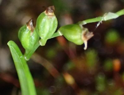Angraecum sacciferum, photographed by Nicola van Berkel