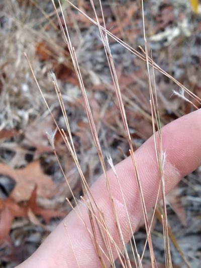 Schizachyrium niveum, photographed by Scott Ward