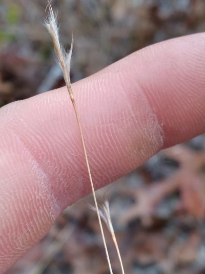 Schizachyrium niveum, photographed by Scott Ward