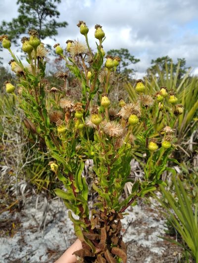 Chrysopsis delaneyi, photographed by Scott Ward