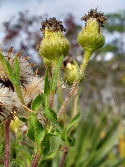Chrysopsis delaneyi, photographed by Scott Ward