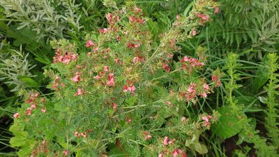 Indigofera hilaris, photographed by Aaliyah Motala