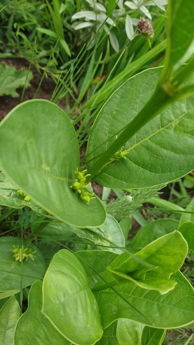Vangueria latifolia, photographed by Aaliyah Motala