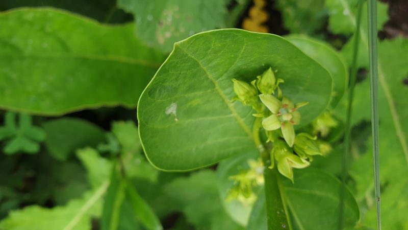 Vangueria latifolia, photographed by Aaliyah Motala