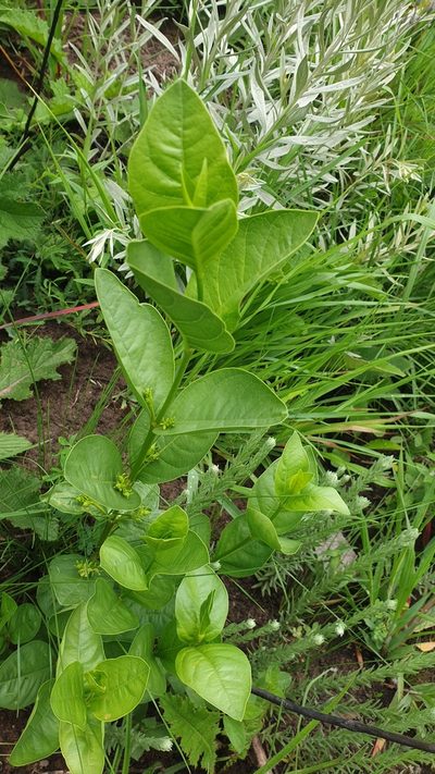 Vangueria latifolia, photographed by Aaliyah Motala
