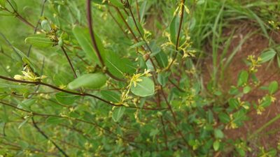 Cryptolepis oblongifolia, photographed by Aaliyah Motala