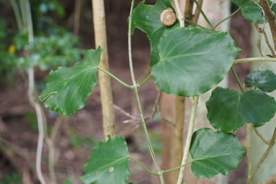 Marsdenia tomentosa, photographed by harum.koh