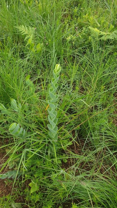 Lopholaena segmentata, photographed by Aaliyah Motala