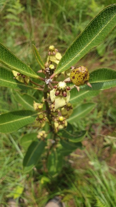 Pachycarpus asperifolius, photographed by Aaliyah Motala