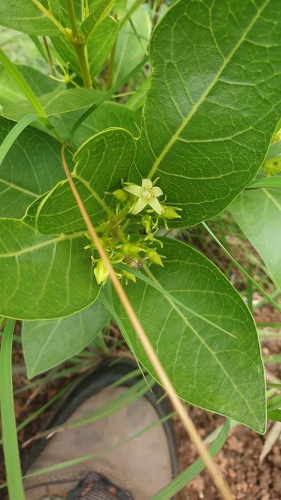 Vangueria venosa, photographed by Aaliyah Motala