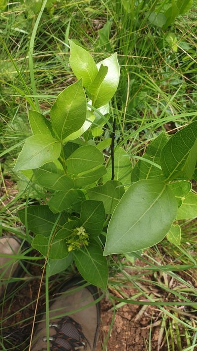 Vangueria venosa, photographed by Aaliyah Motala