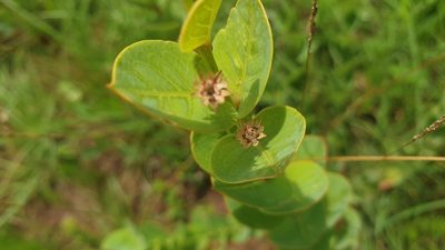 Clutia cordata, photographed by Aaliyah Motala