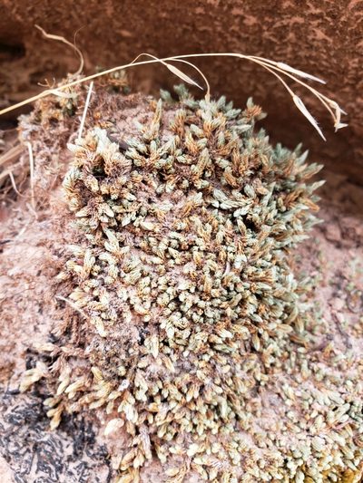 Selaginella utahensis, photographed by Keenan Pepper