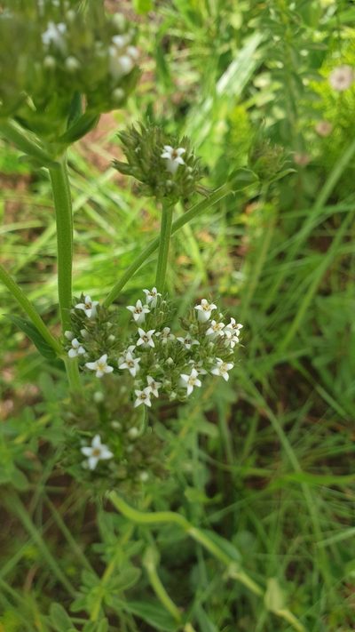 Agathisanthemum bojeri, photographed by Aaliyah Motala