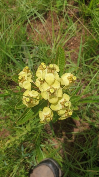 Pachycarpus asperifolius, photographed by Aaliyah Motala