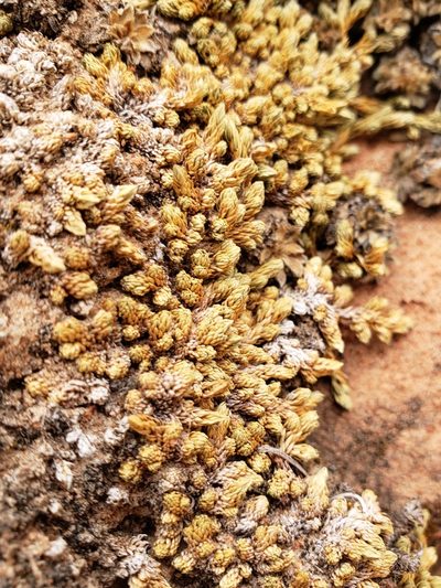 Selaginella utahensis, photographed by Keenan Pepper
