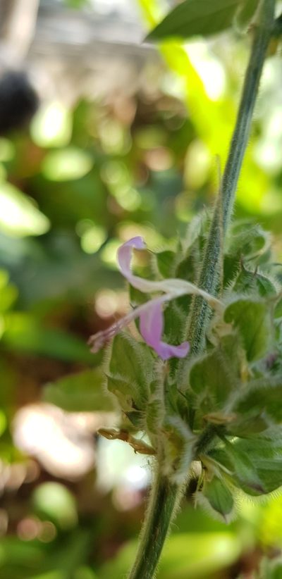 Dicliptera unguiculata, photographed by Eugenio Padilla