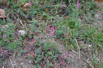 Fumaria bastardii, photographed by Josep Gesti