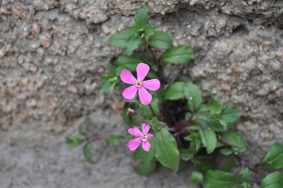 Silene pseudoatocion, photographed by Josep Gesti