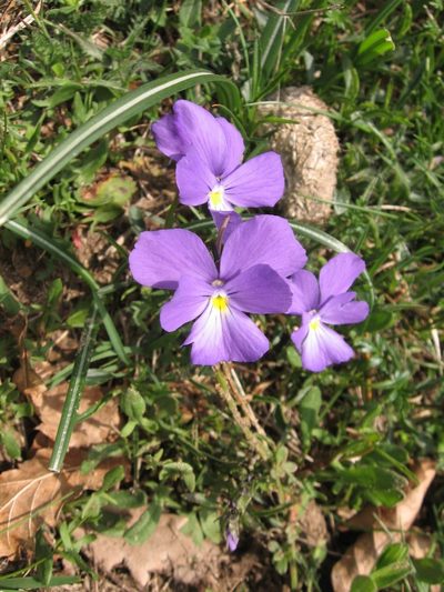 Viola ferrarinii, photographed by Luca Fornasari