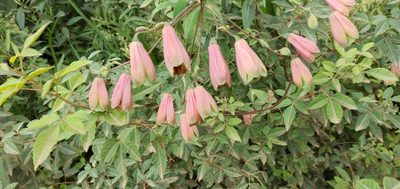 Bomarea edulis, photographed by Edson Luis Fabro Gasperin