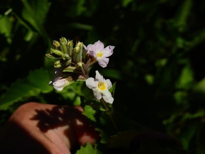 Pitraea cuneato-ovata, photographed by Guillermo Debandi