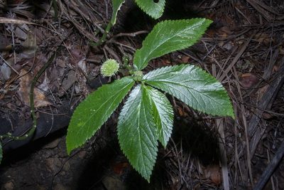 Elatostema grande, photographed by dhfischer
