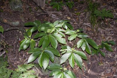 Elatostema grande, photographed by dhfischer