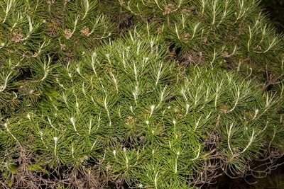 Cassinia tenuifolia, photographed by dhfischer