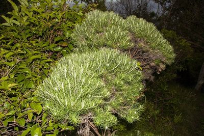 Cassinia tenuifolia, photographed by dhfischer