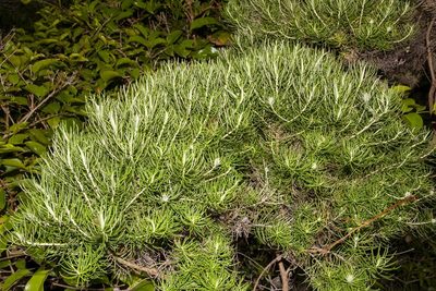 Cassinia tenuifolia, photographed by dhfischer
