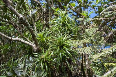 Dracophyllum fitzgeraldii, photographed by dhfischer