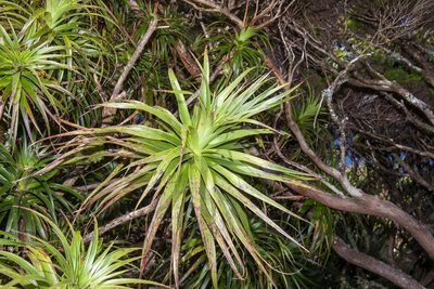 Dracophyllum fitzgeraldii, photographed by dhfischer