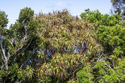 Dracophyllum fitzgeraldii, photographed by dhfischer