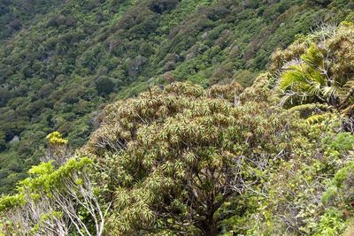 Dracophyllum fitzgeraldii, photographed by dhfischer