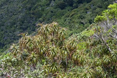 Dracophyllum fitzgeraldii, photographed by dhfischer