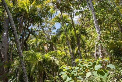 Howea belmoreana, photographed by dhfischer