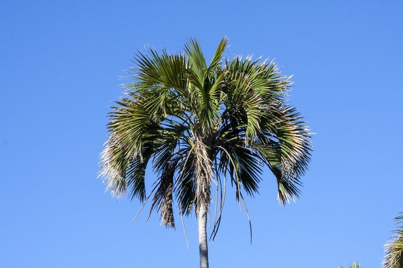 Howea belmoreana, photographed by dhfischer