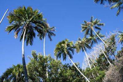 Howea belmoreana, photographed by dhfischer