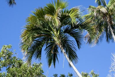 Howea belmoreana, photographed by dhfischer