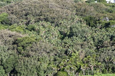 Howea forsteriana, photographed by dhfischer