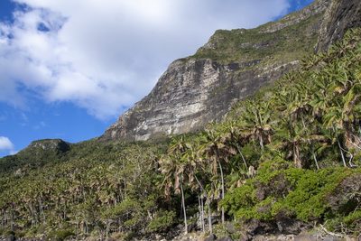 Howea forsteriana, photographed by dhfischer