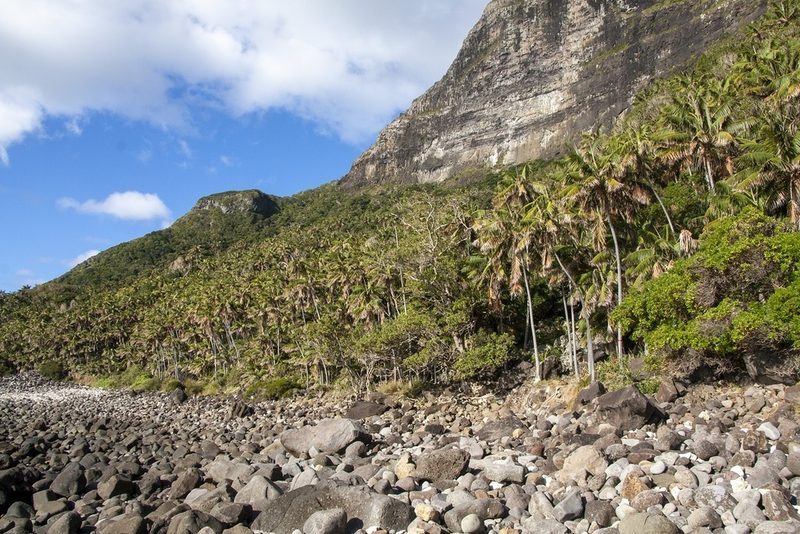 Howea forsteriana, photographed by dhfischer