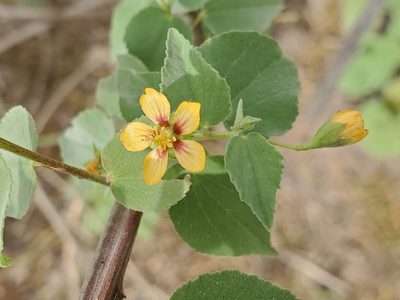 Abutilon trisulcatum, photographed by Tom Field