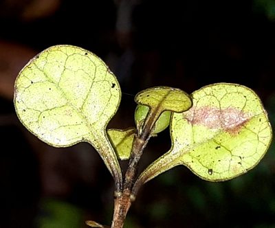 Coprosma spathulata, photographed by georgiasteel